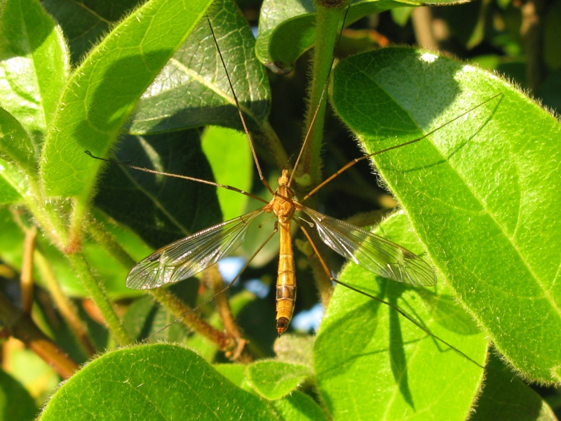 Tipula oleracea?